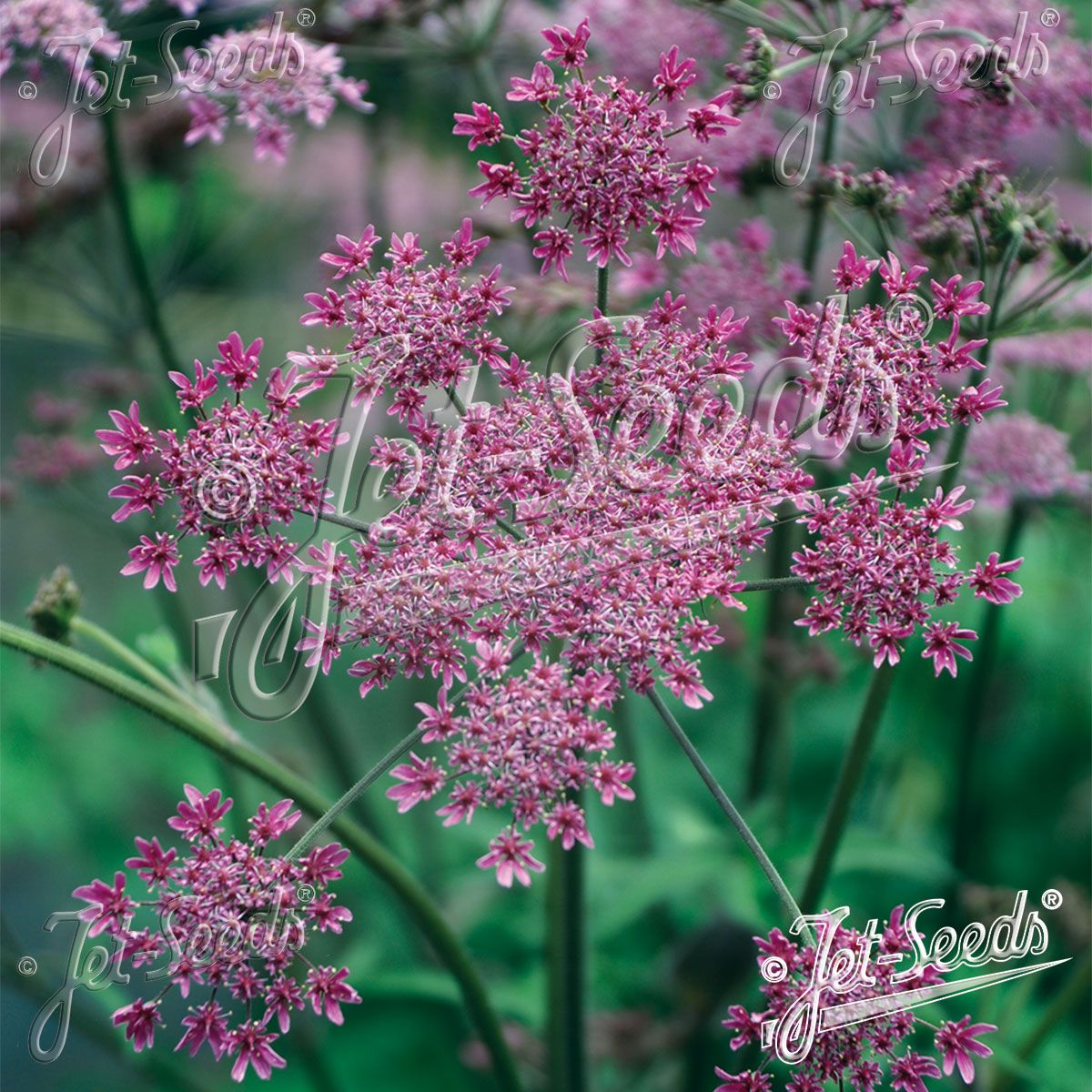 Heracleum sphondylium Pink Cloud. Kystbjørnekjeks - Frø -