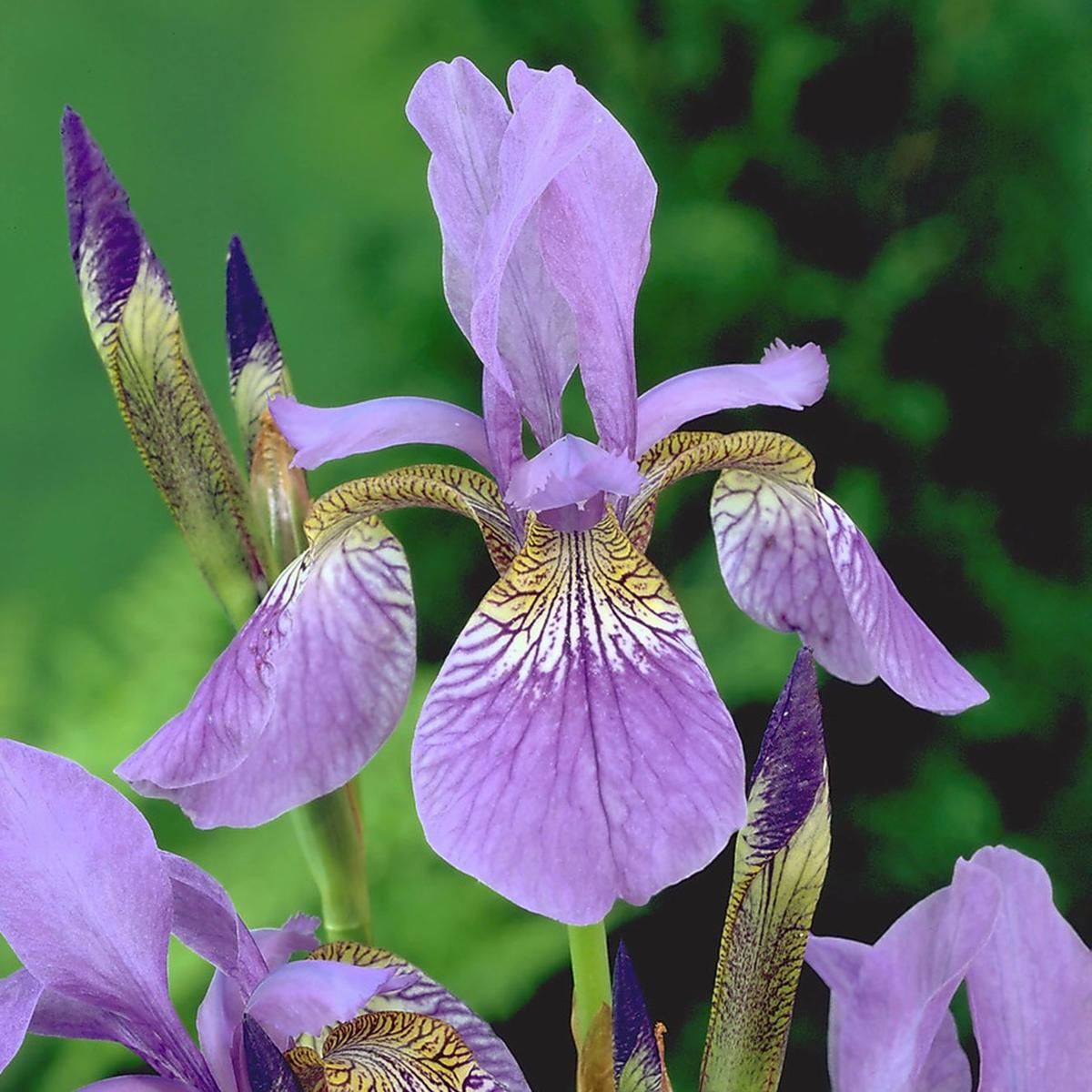 Iris sibirica Caesars Brother - 1 rot 