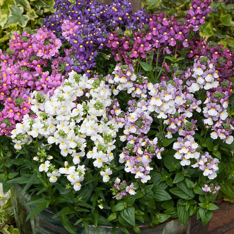 Nemesia foetens Seventh Heaven Mix -Frø-