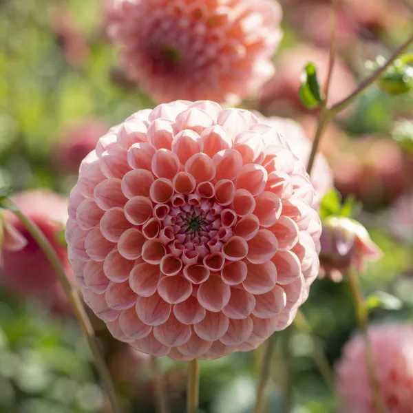 Hovedbilde Dahlia Lindas Baby - 1 knoll