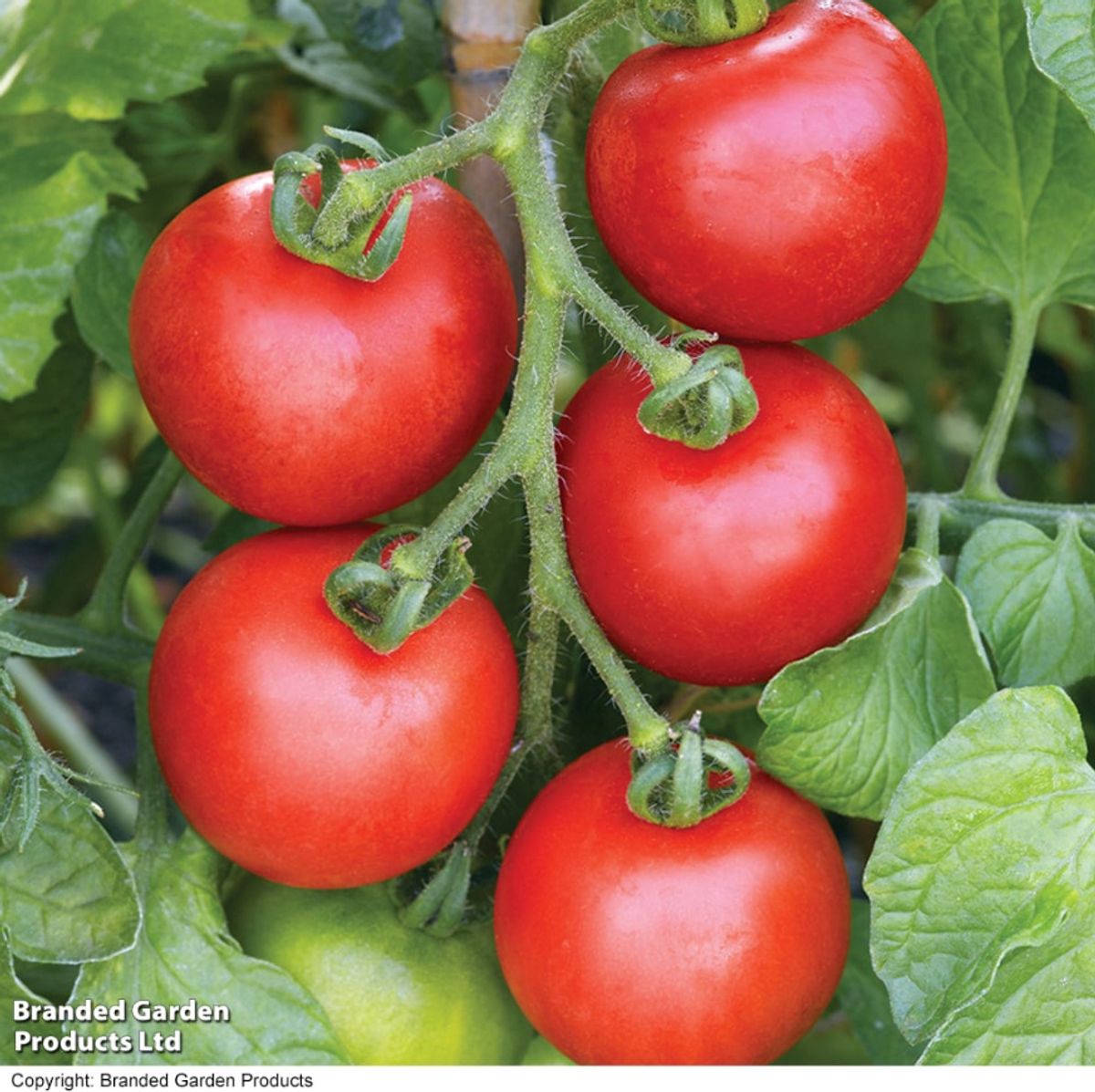 Tomat Ailsa Craig -Frø-