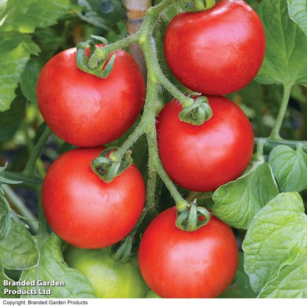 Hovedbilde Tomat Ailsa Craig -Frø-