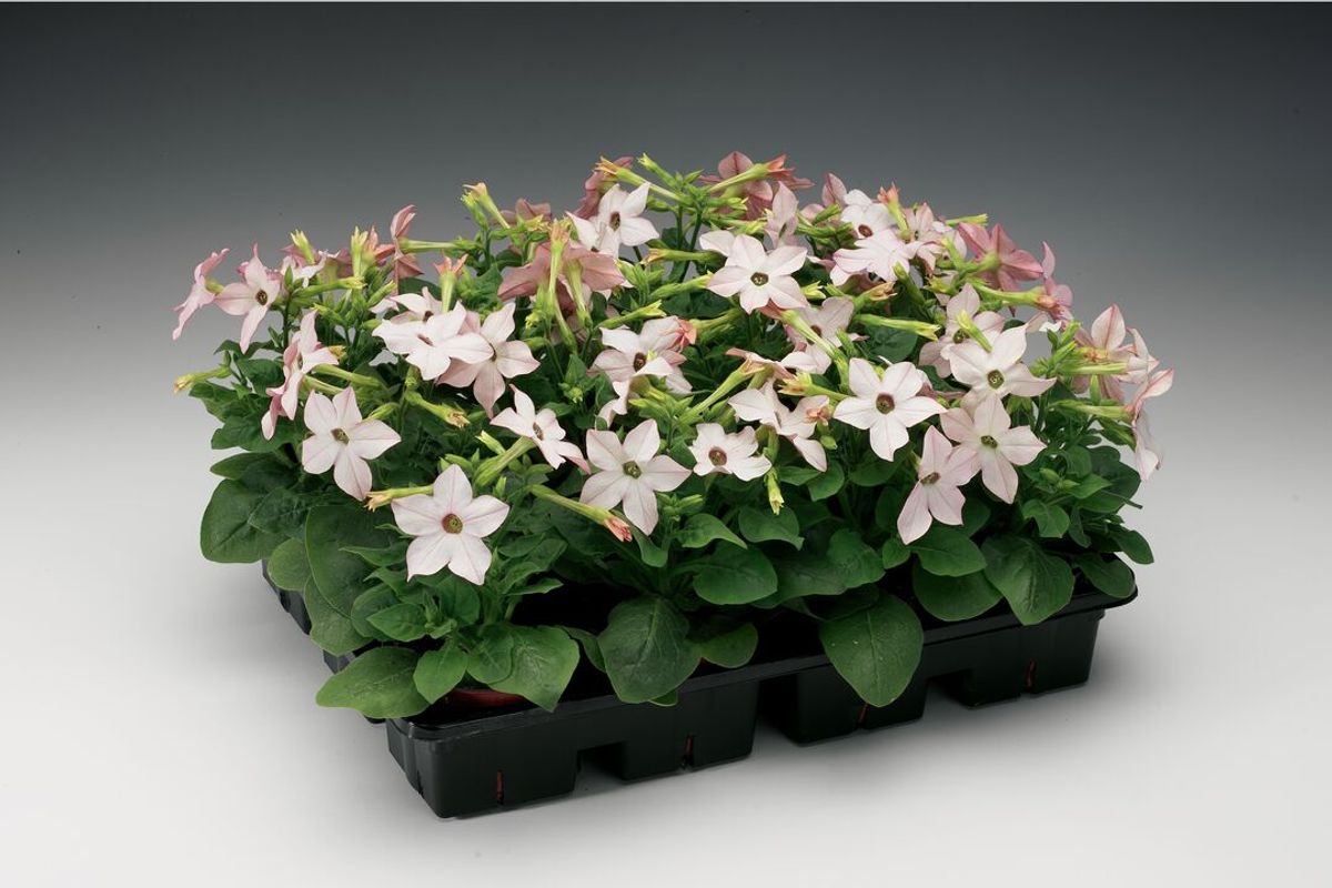 Nicotiana Saratoga Appleblossom. Prydtobakk -Frø-