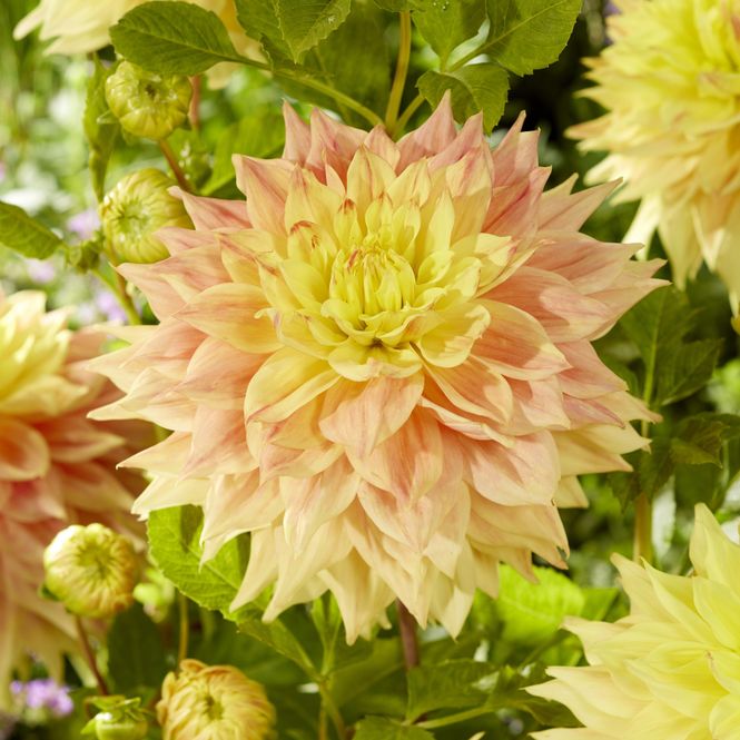 Hovedbilde Dahlia Advance - 1 knoll