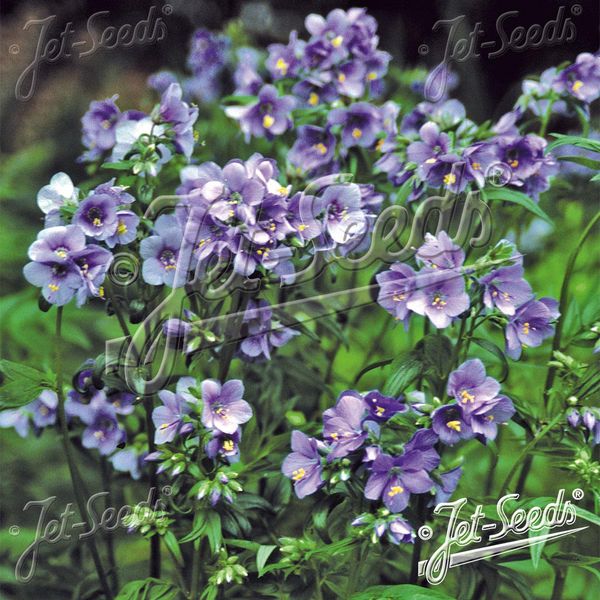 Hovedbilde Polemonium yezoense Purple Rain Strain. ...