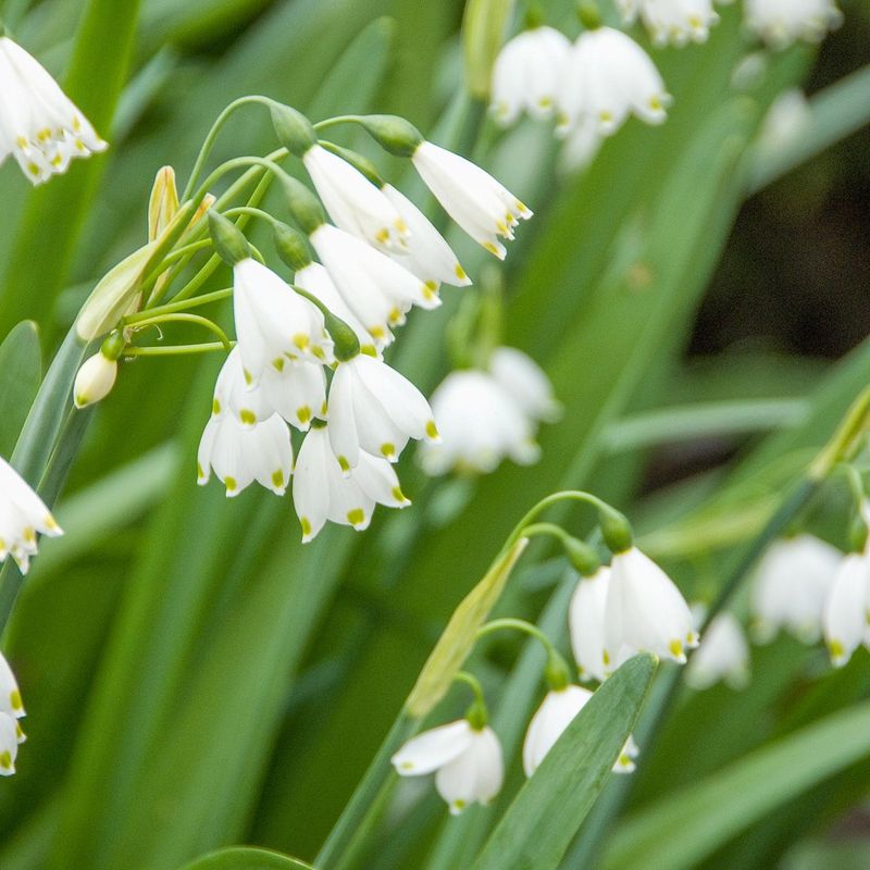 Leucojum Gravetye Giant. Sommerklosterklokke  10 løk