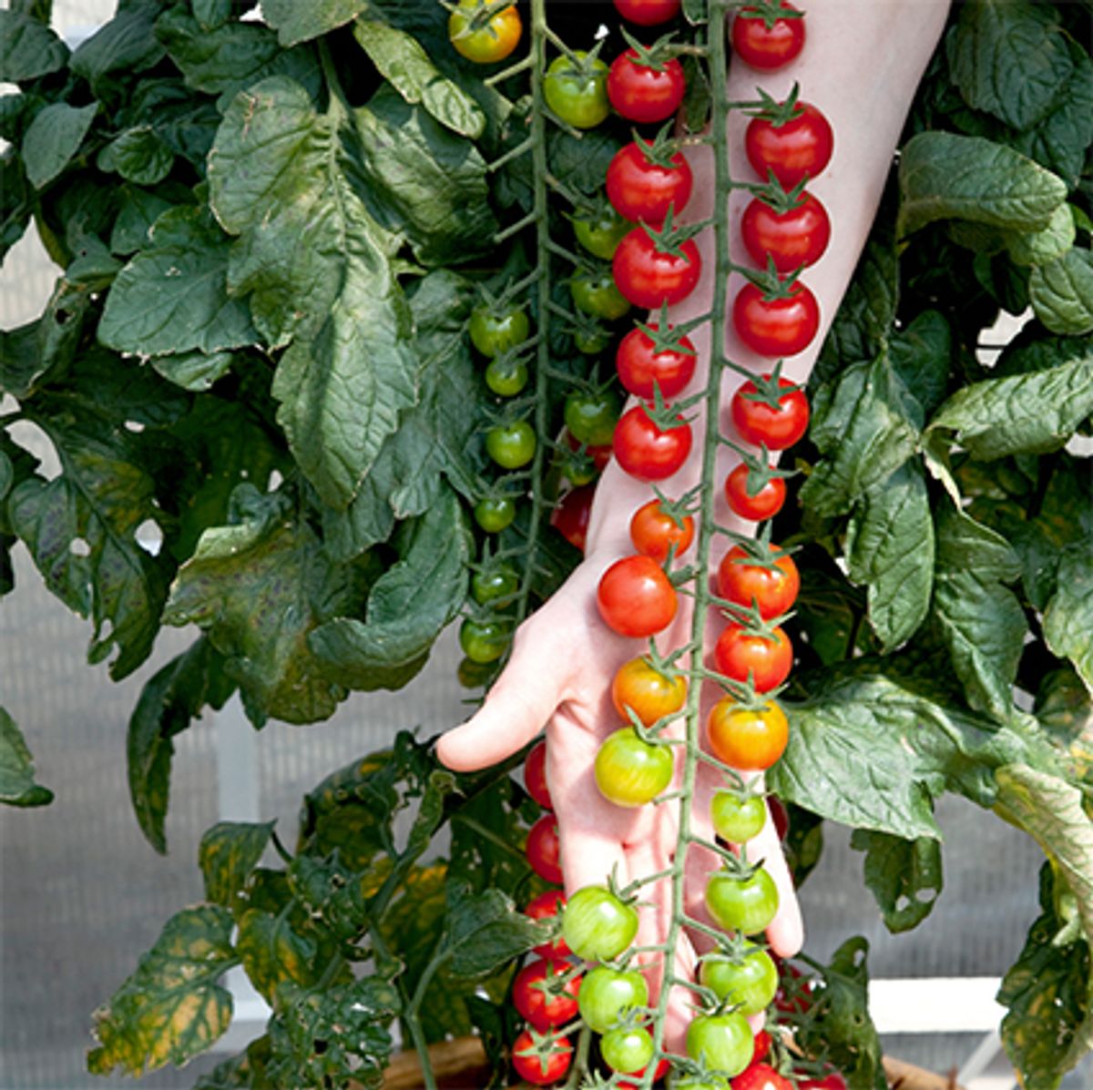 Gaveeske med frø til grønnsaker