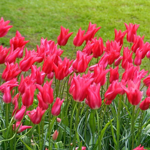 Hovedbilde Tulipan Mariette - 6 løk