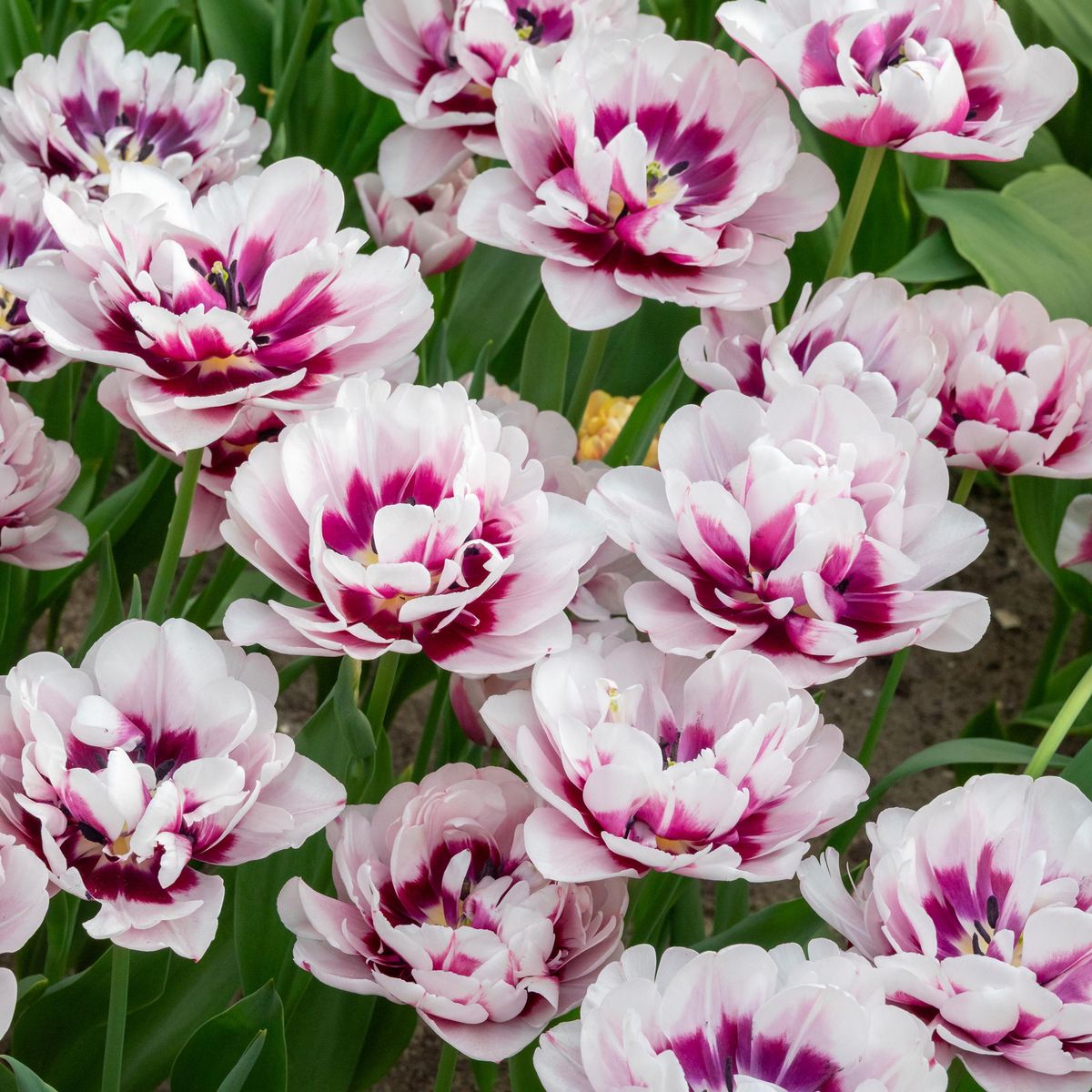 Tulipan La Delicatesse - 5 løk