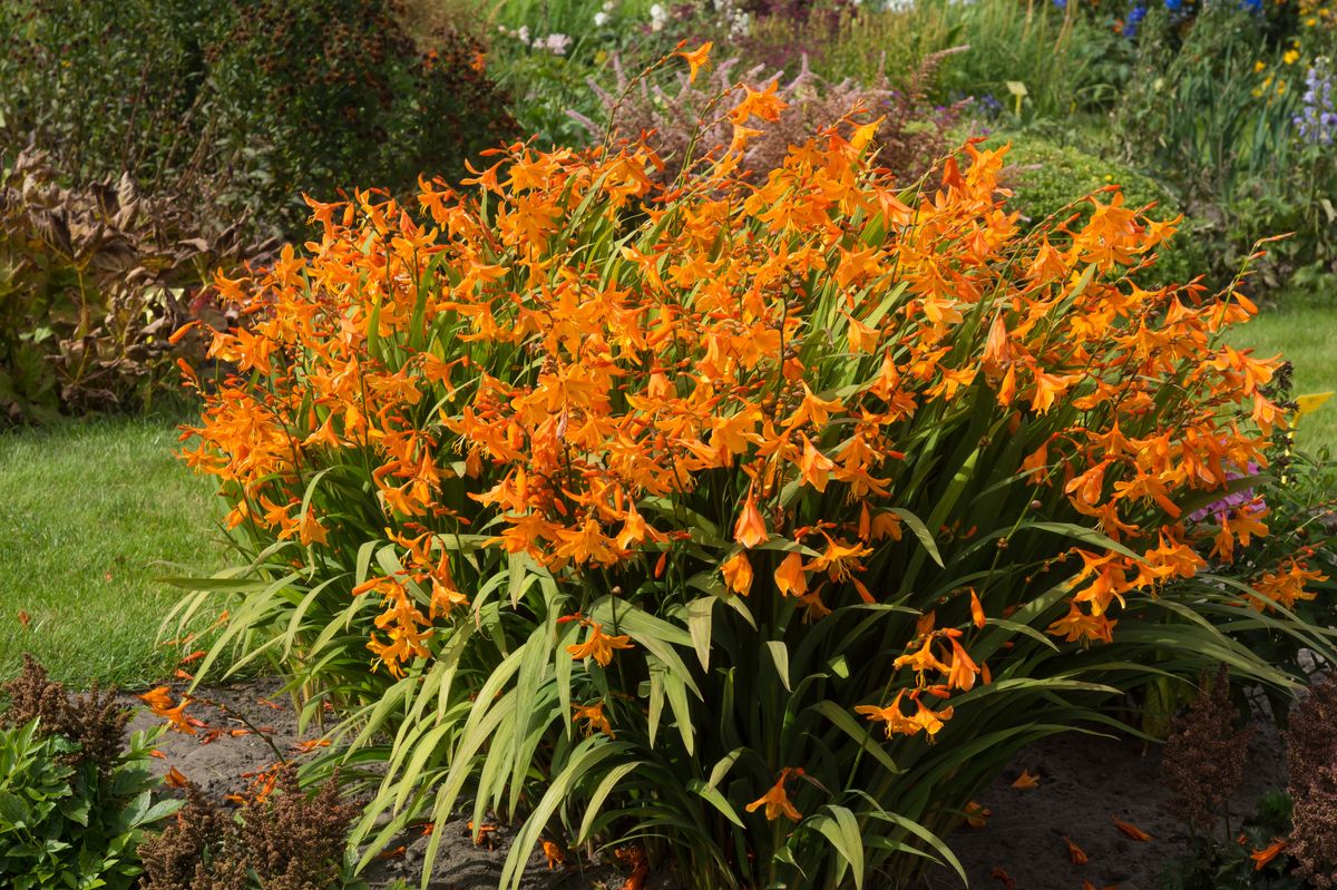 Montbretia Star of East - 3 løk