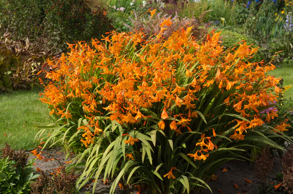 Hovedbilde Montbretia Star of East - 3 løk