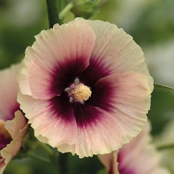 Hovedbilde Alcea rosea Halo Apricot -Frø- Stokkrose 