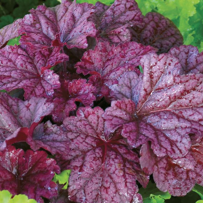 Hovedbilde Heuchera Berry Smoothie. Alunrot  1 rot
