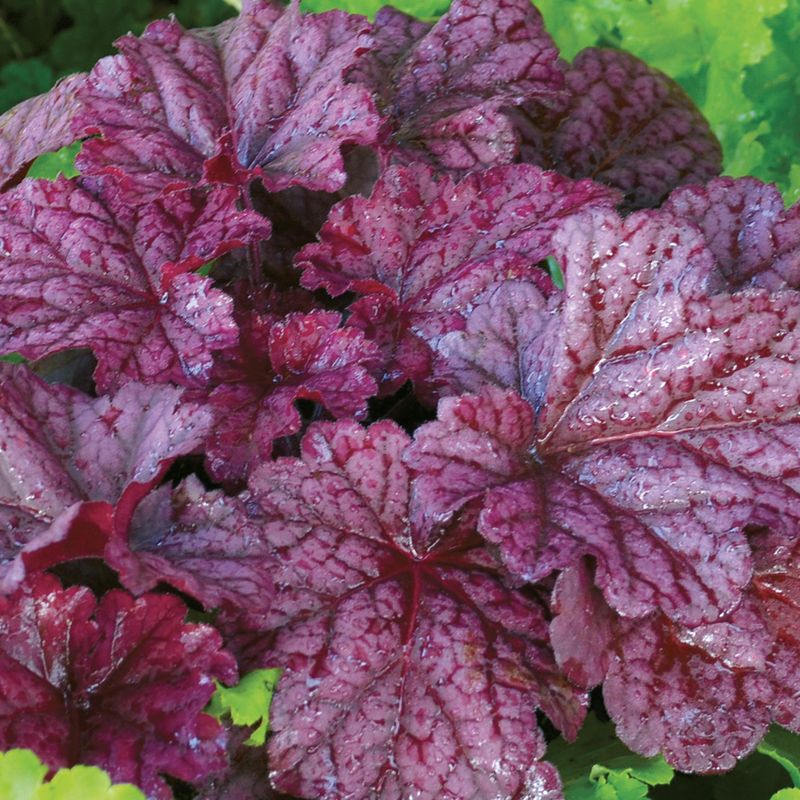 Heuchera Berry Smoothie. Alunrot  1 rot