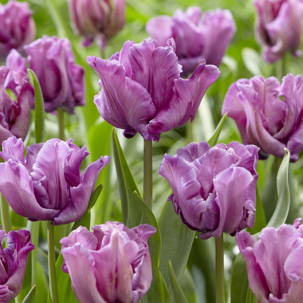 Tulipan Blue Parrot - 6 løk