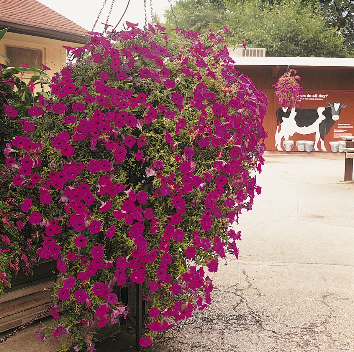 Petunia pendula Wave Purple Classic F1 -Frø-