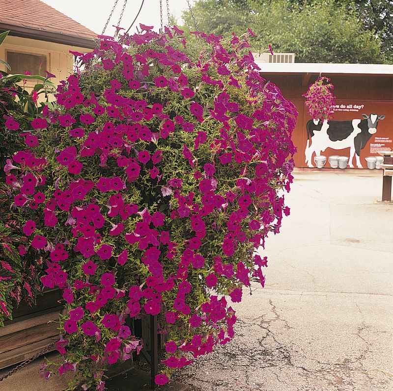 Petunia pendula Wave Purple Classic F1 -Frø-