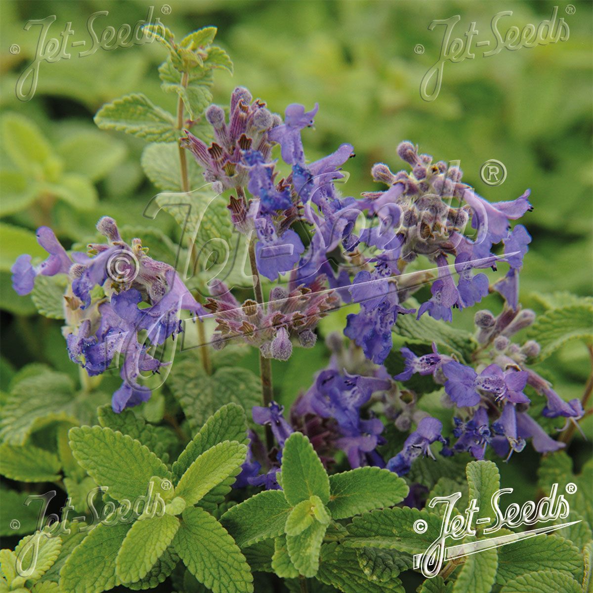 Nepeta Felix -Frø- Kattemynte