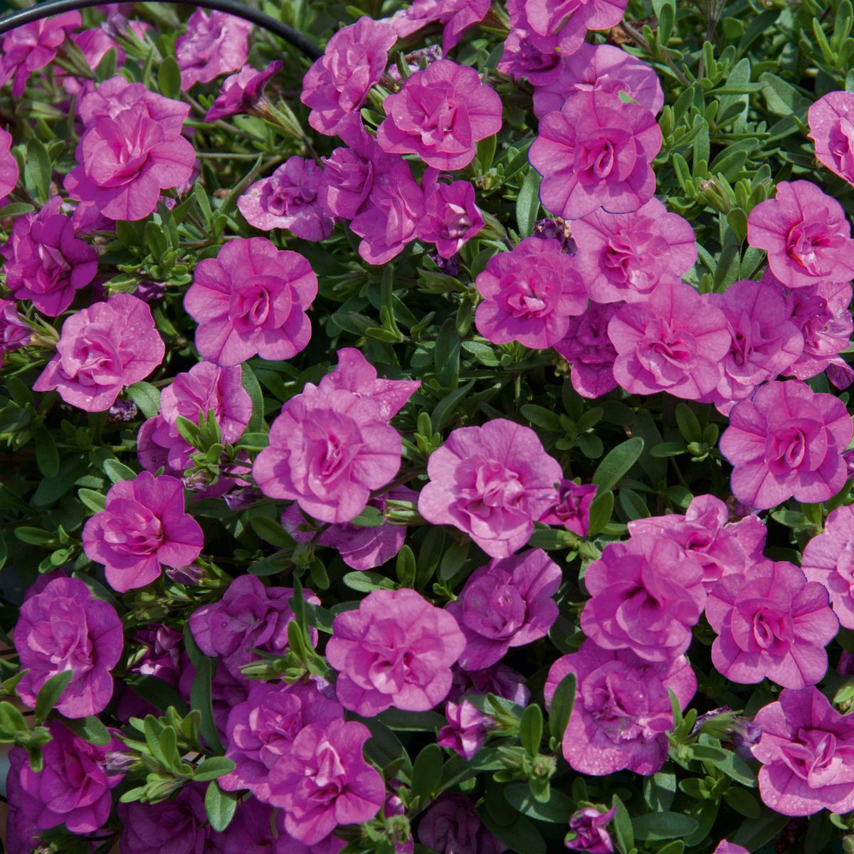 Calibrachoa Double Pink. Mini-petunia  1 plante i 10,5 cm potte