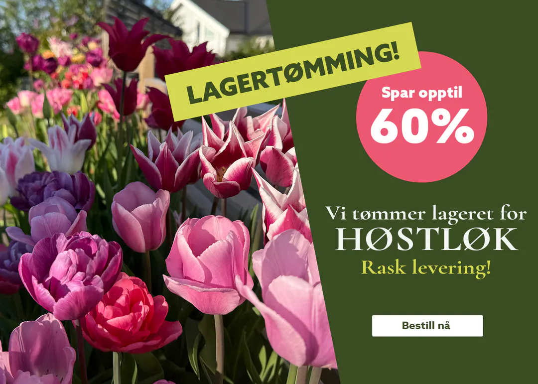 Bestill høstløk på nett