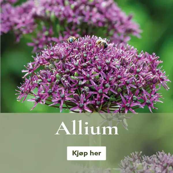 Flerårige allium - kjøp blomsterløk på nett