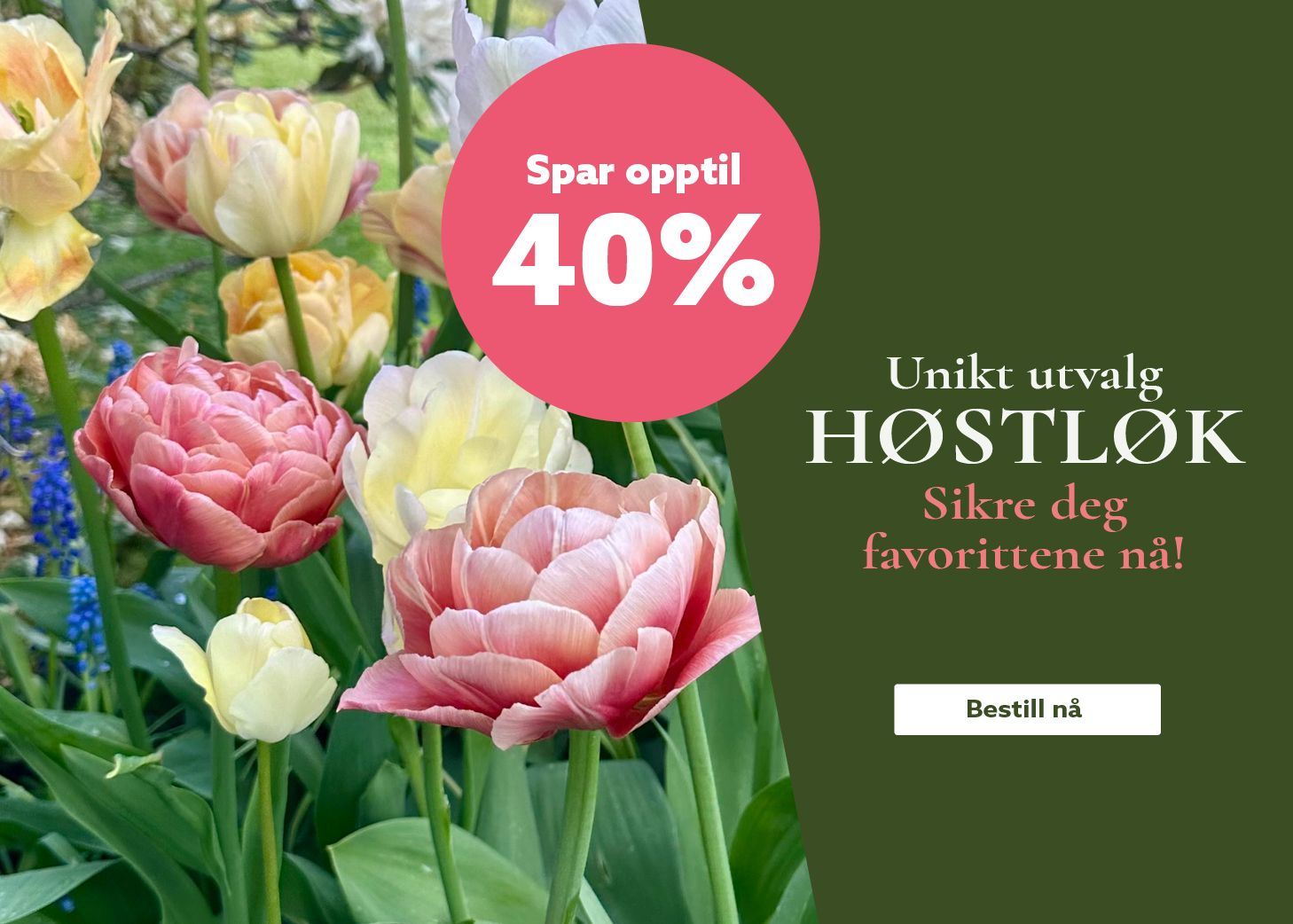 Bestill høstløk på nett
