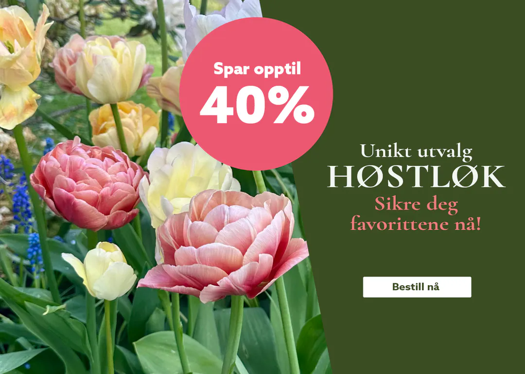 Bestill høstløk på nett