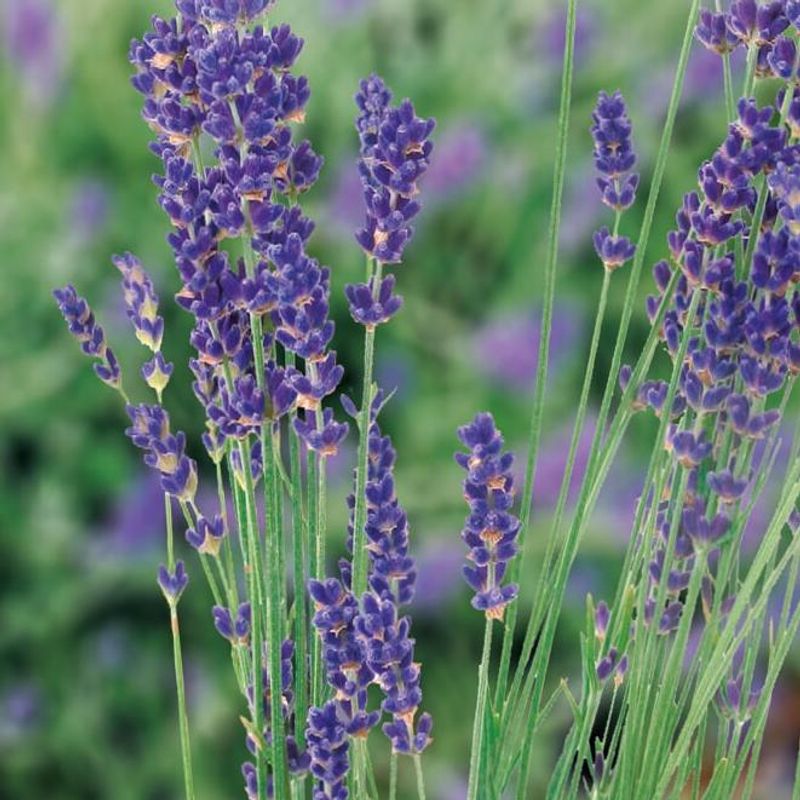 Ekte Lavendel -Frø-