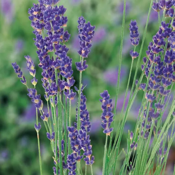 Hovedbilde Ekte Lavendel -Frø-