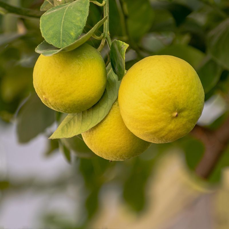 Citrus sp. Yuzu Switrus. Sitrontre- 1 plante i 2 l potte