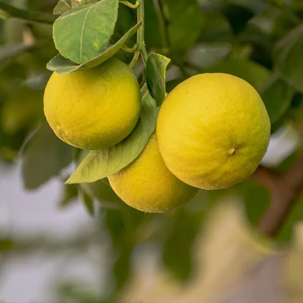 Hovedbilde Citrus sp. Yuzu Switrus. Sitrontre- 1 plante i 2 ...