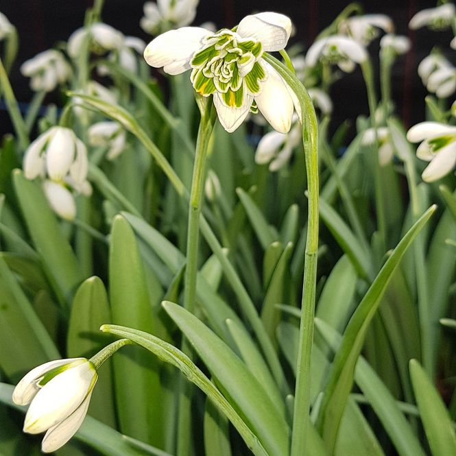 Hovedbilde Snøklokke. Galanthus nivalis Hippolyta - 5 løk