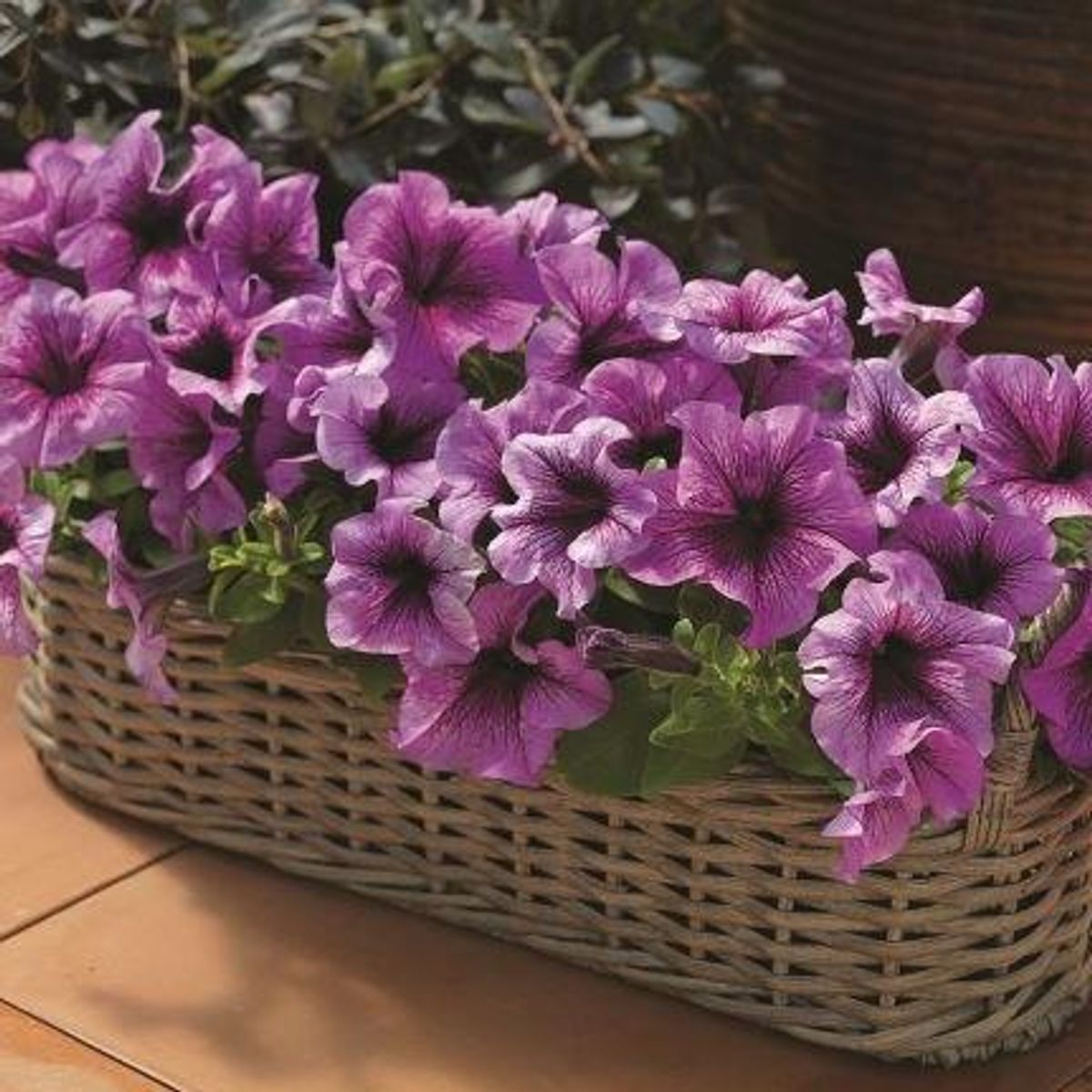 Petunia grandiflora Tritunia Plum -Frø-