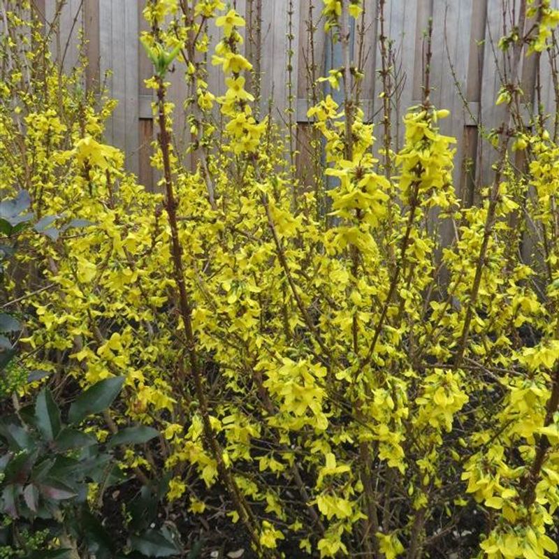 Forsythia intermedia Minigold. Gullbusk - 1 plante i 9 cm potte