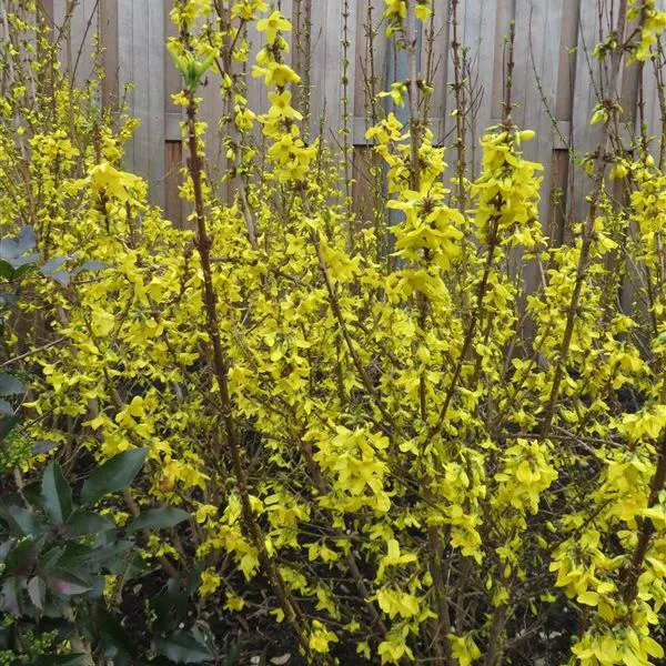 Hovedbilde Forsythia intermedia Minigold. Gullbusk - 1 ...