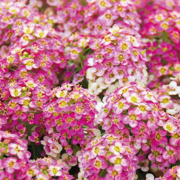 Hovedbilde Alyssum Rosie ODay -Frø- Dodre