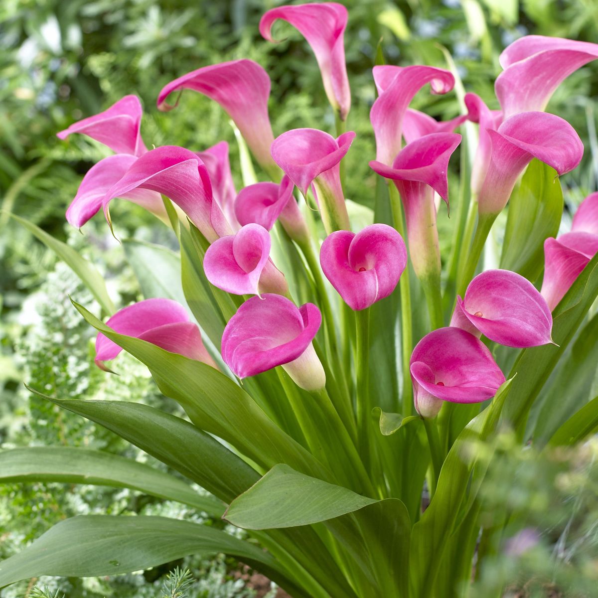 Calla Captain Samba - 3 knoller