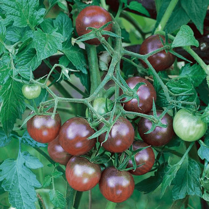 Hovedbilde Tomat Black Cherry -Frø-