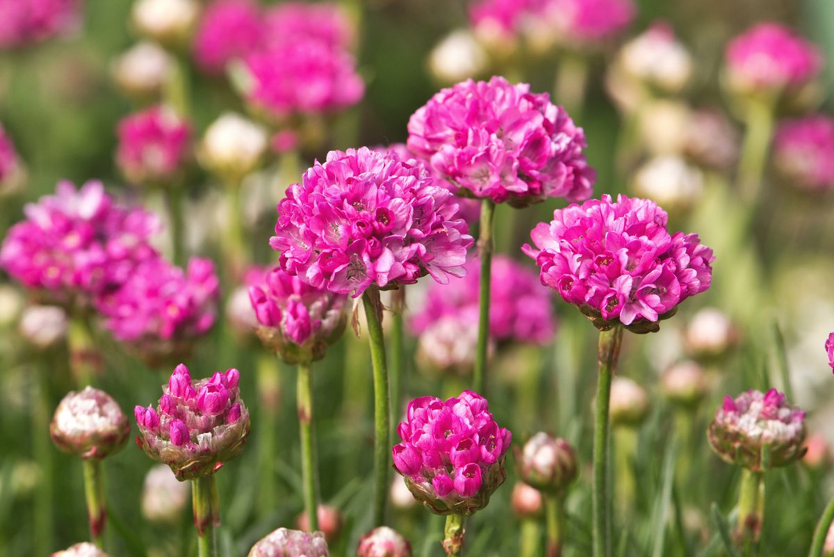 Armeria maritima Abbey Deep Rose. Strandnellik - 1 plante i 12 cm potte