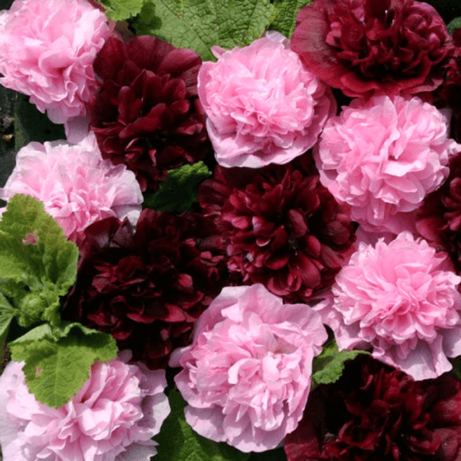 Hovedbilde Alcea rosea Very Berry. Stokkrose-Frø-