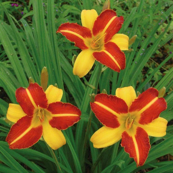 Hovedbilde Hemerocallis Frans Hals. Daglilje.1 rot