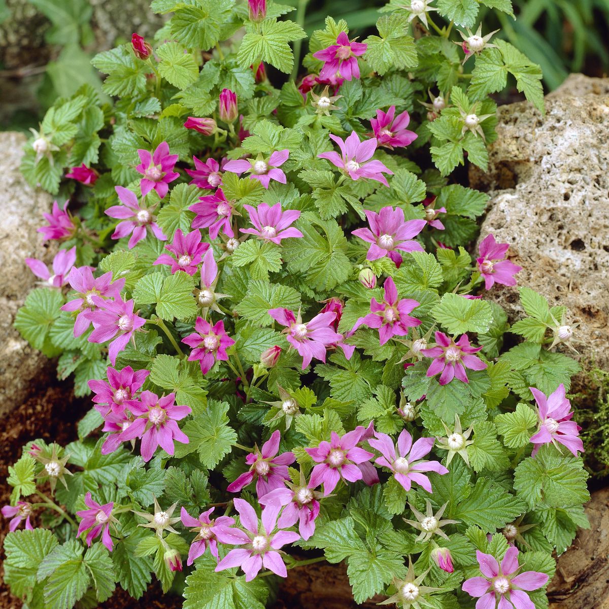 Rubus arcticus Sofia. Åkerbær  1 plante i 2 l potte