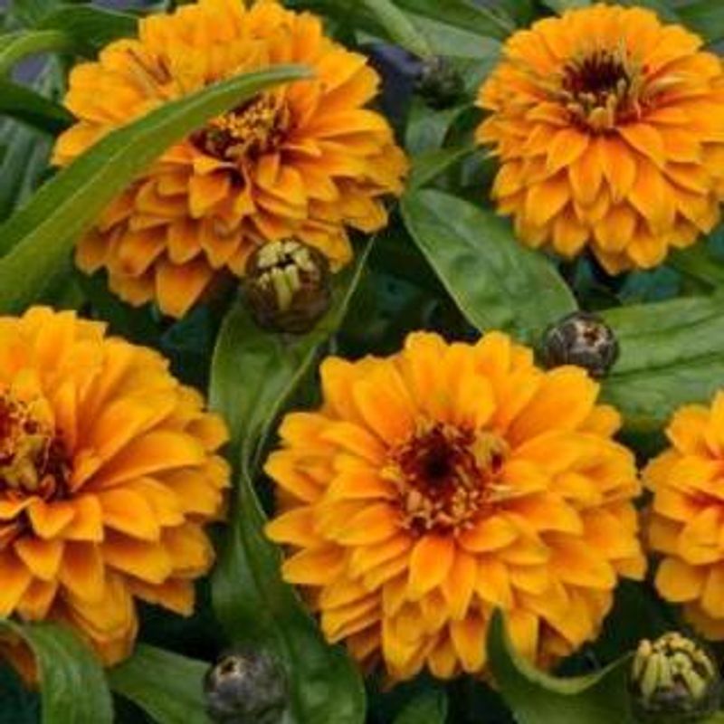 Zinnia haageana Aztec Orange -Frø-