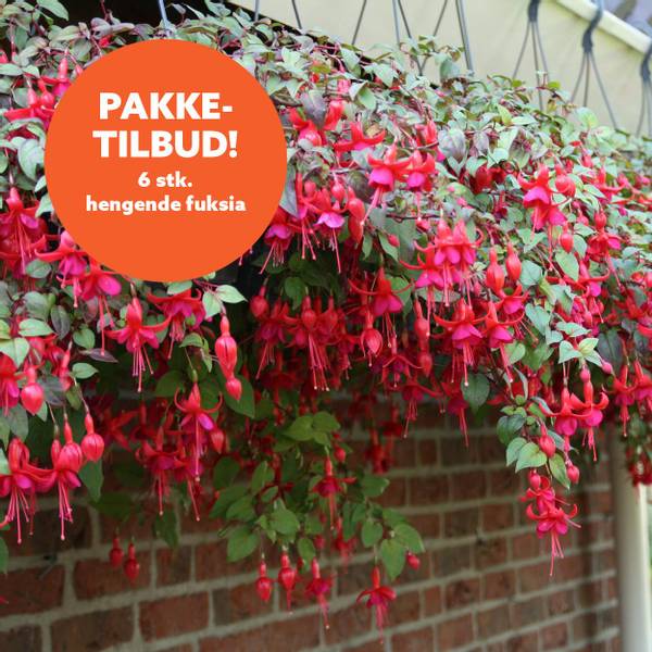 Bilde av Fuksia-pakketilbud, 6 stk hengende fuksia Marinka