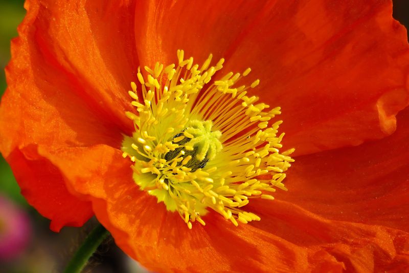 Papaver nudicaule-hy. Champagne Bubbles F1 Scarlet. Valmue - Frø