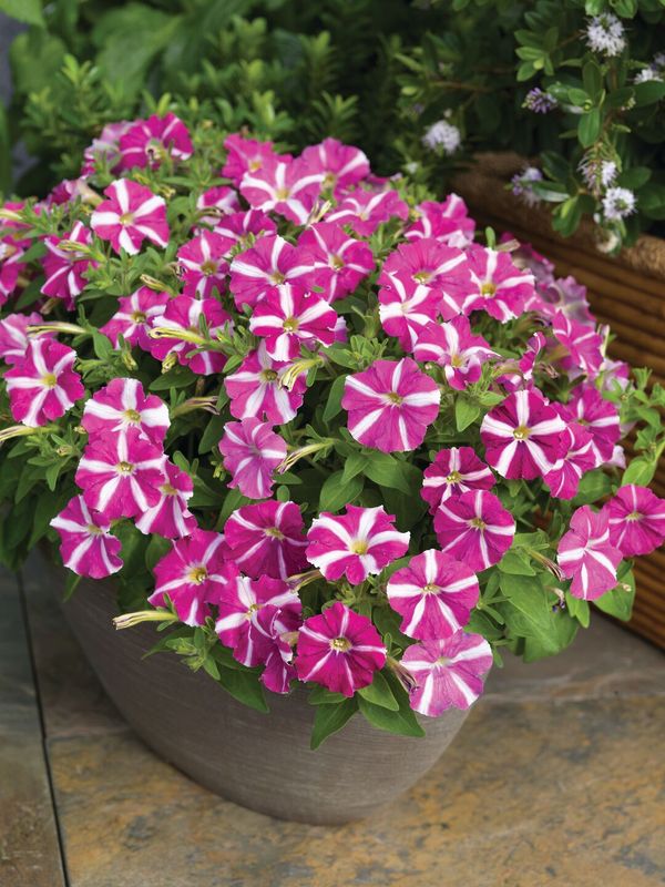 Petunia Picobella Rose Star F1 -Frø-