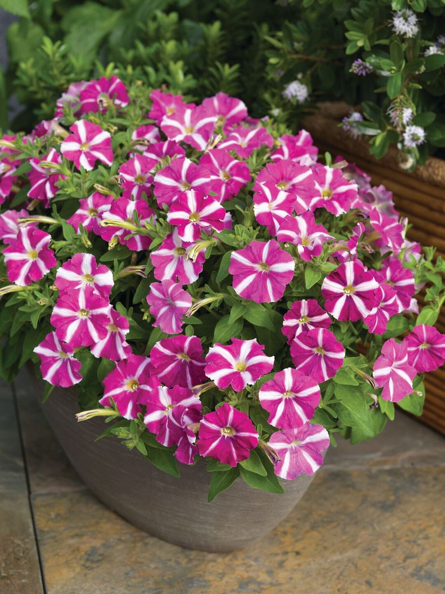 Petunia Picobella Rose Star F1 -Frø-