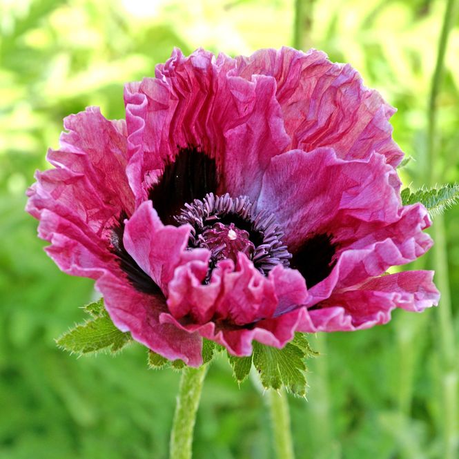 Hovedbilde Papaver orientale Central Park. Orientvalmue - 1 ...