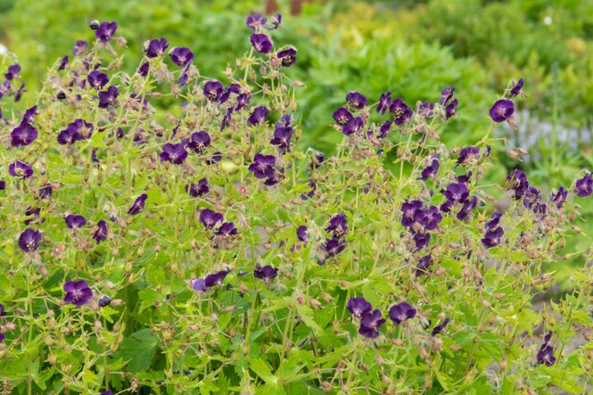 Hovedbilde Geranium phaeum Raven. Storkenebb - 1 rot