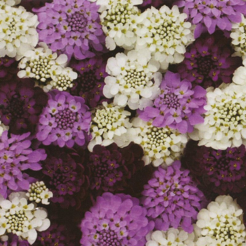 Iberis umbellata Confetti. Snøsløyfe - Frø -